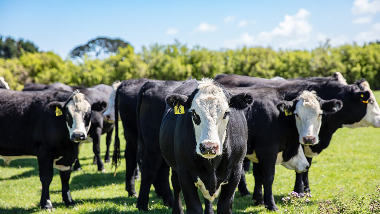 Anzco Foods Cattle image - Optimity Software Customer