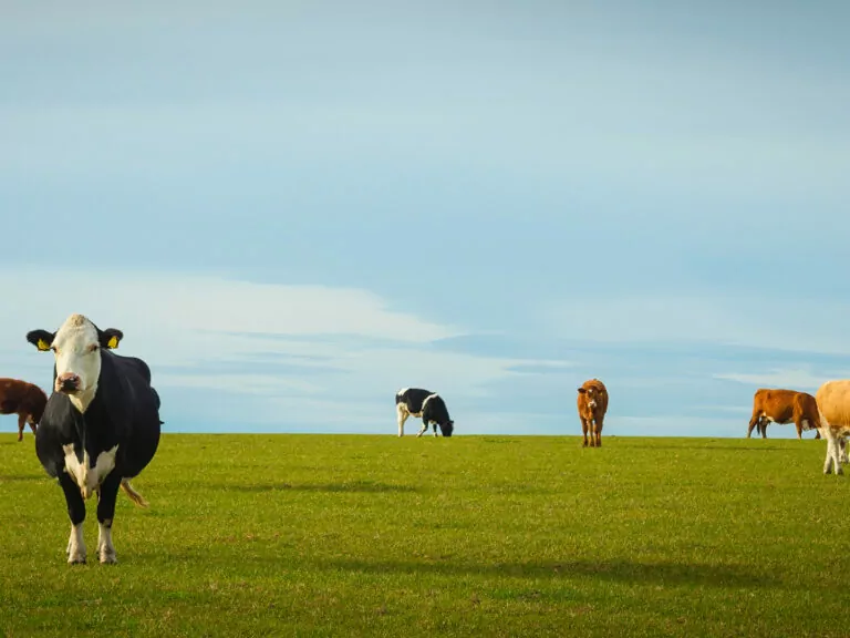 Cattle in field - Supply Chain Planning for the Meat Industry - Optimity Software
