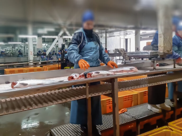 Cutting the salmon on the production line in the fish processing plant