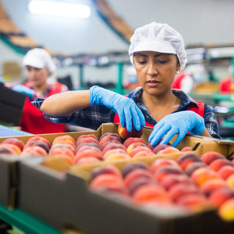 Woman packing peaches at a food processing factory