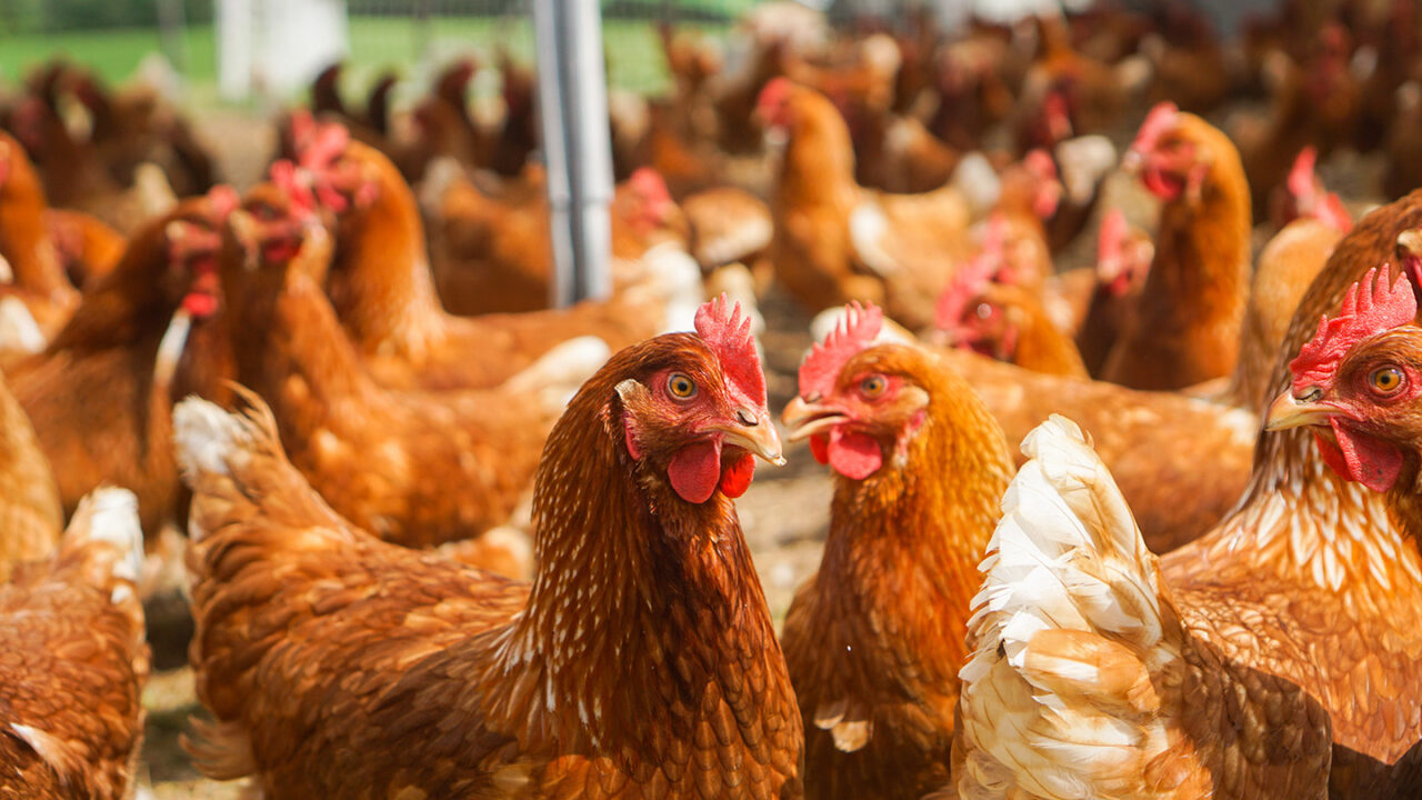 Supply Chain Planning for the Poultry Industry Optimity