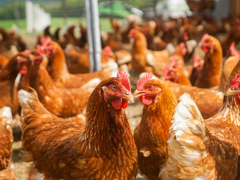Poultry Farming - chickens